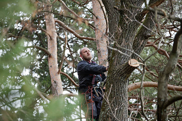 Best Hedge Trimming  in Lumbine Valley, CO